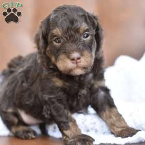 Clove, Miniature Poodle Puppy