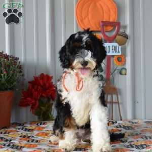 Miss Queen, Mini Bernedoodle Puppy