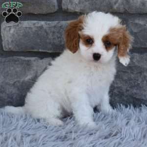 Skye, Cavapoo Puppy