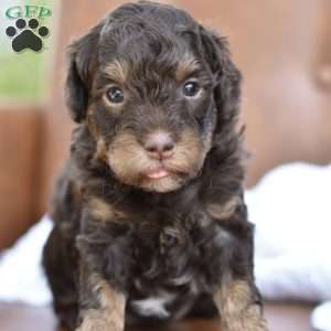 Clove, Miniature Poodle Puppy
