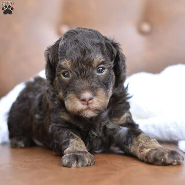 Clove, Miniature Poodle Puppy