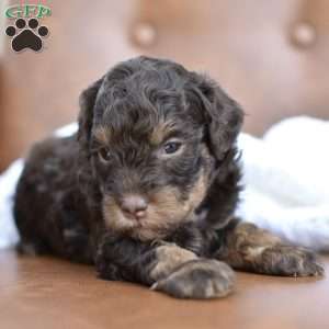 Clove, Miniature Poodle Puppy