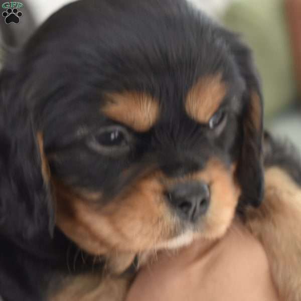 Finn, Cavalier King Charles Spaniel Puppy