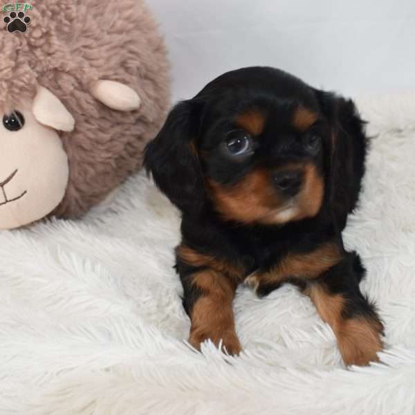 Bear, Cavalier King Charles Spaniel Puppy