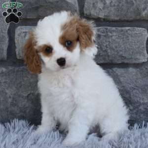 Skye, Cavapoo Puppy