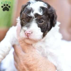 Aria, Miniature Poodle Puppy
