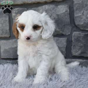 Skittles, Cavapoo Puppy
