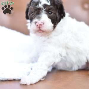 Aria, Miniature Poodle Puppy