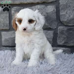 Skittles, Cavapoo Puppy