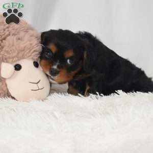 Cash, Cavalier King Charles Spaniel Puppy