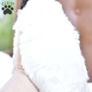 Aria, Miniature Poodle Puppy