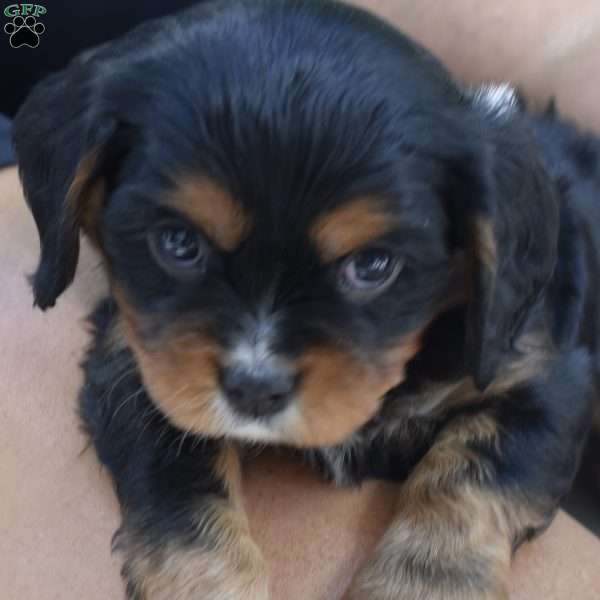 Cash, Cavalier King Charles Spaniel Puppy