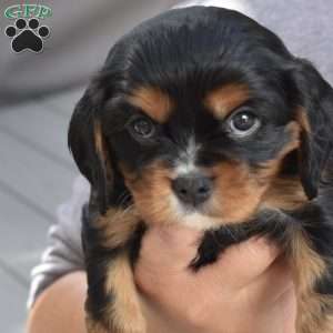 Cash, Cavalier King Charles Spaniel Puppy