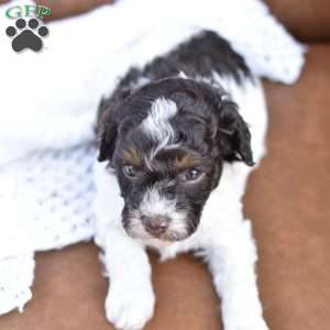 Arabella, Miniature Poodle Puppy