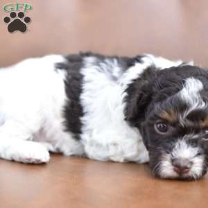 Arabella, Miniature Poodle Puppy