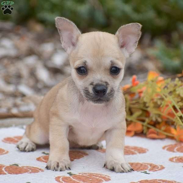 Caroline, Chihuahua Puppy