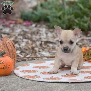 Caroline, Chihuahua Puppy