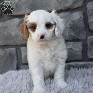 Skittles, Cavapoo Puppy