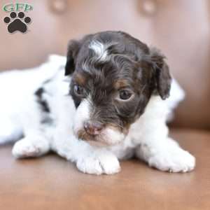 Angelina, Miniature Poodle Puppy