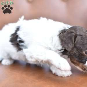 Angelina, Miniature Poodle Puppy