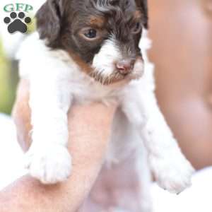 Angelina, Miniature Poodle Puppy