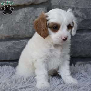 Skittles, Cavapoo Puppy