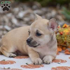 Caroline, Chihuahua Puppy