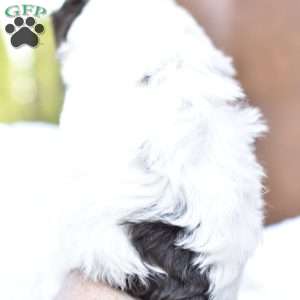 Angelina, Miniature Poodle Puppy