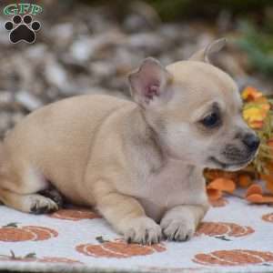 Caroline, Chihuahua Puppy