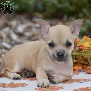 Caroline, Chihuahua Puppy