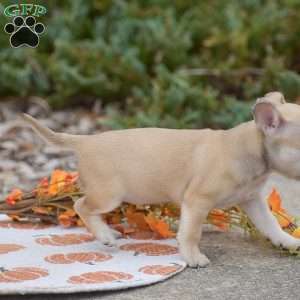 Caroline, Chihuahua Puppy