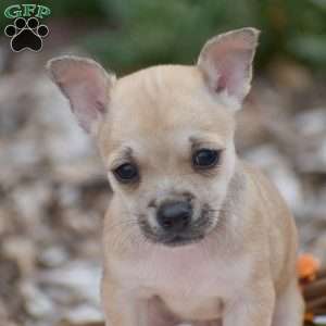 Caroline, Chihuahua Puppy