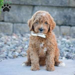 Bailey, Mini Goldendoodle Puppy