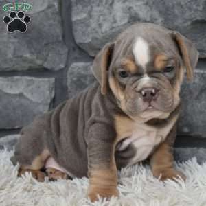 Bruno, Beabull Puppy