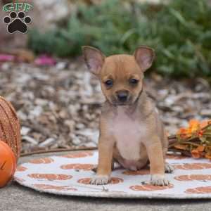 Cody, Chihuahua Puppy