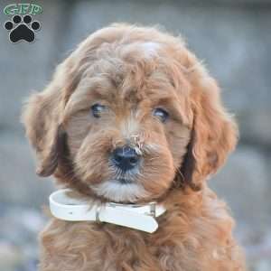 Bailey, Mini Goldendoodle Puppy