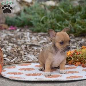 Cody, Chihuahua Puppy