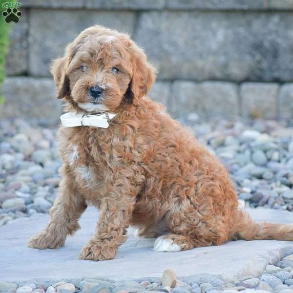 Bailey, Mini Goldendoodle Puppy
