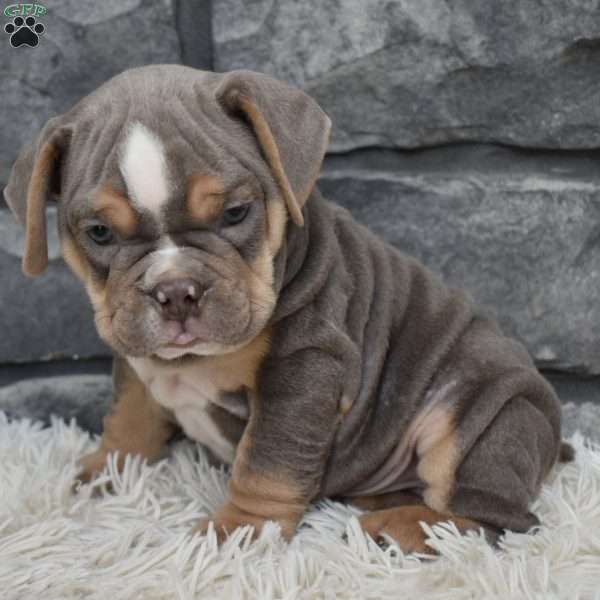 Bruno, Beabull Puppy