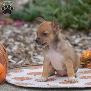 Cody, Chihuahua Puppy