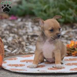 Cody, Chihuahua Puppy
