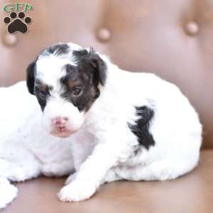 Aurora, Miniature Poodle Puppy