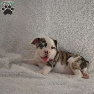Benita, French Bulldog Mix Puppy