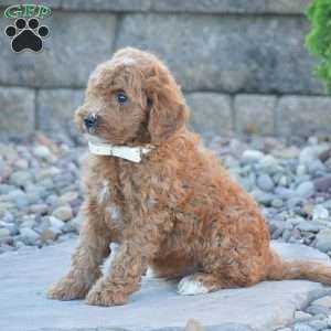 Bailey, Mini Goldendoodle Puppy