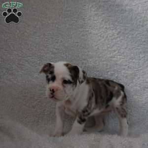 Benita, French Bulldog Mix Puppy