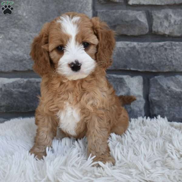 Snickers, Cavapoo Puppy