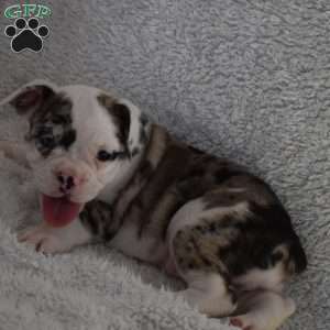 Benita, French Bulldog Mix Puppy