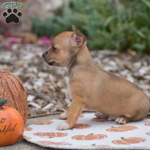Cody, Chihuahua Puppy