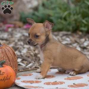 Cody, Chihuahua Puppy