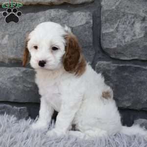 Sophie, Cavapoo Puppy